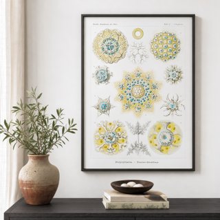PACK MAR INDIGO 50X70 HAECKEL LAMINAS VINTAGE