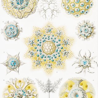 PACK MAR INDIGO 50X70 HAECKEL LAMINAS VINTAGE