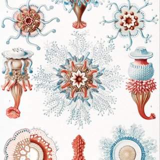 PACK MAR INDIGO 50X70 HAECKEL LAMINAS VINTAGE