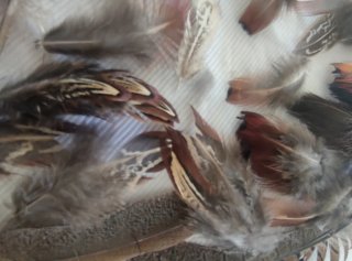 Plumas de Faisán Naturales