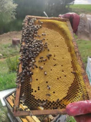 Núcleos de abe jas 5 cuadros