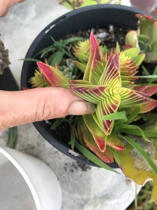 Crassula Capitella Campfire