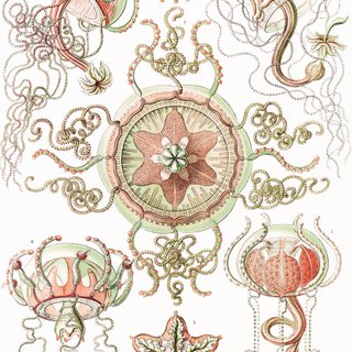 PACK BLOSSOM 50X70 HAECKEL LAMINAS VINTAGE