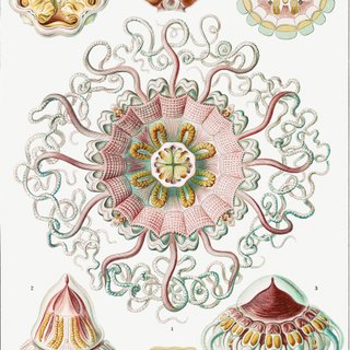 PACK BLOSSOM 50X70 HAECKEL LAMINAS VINTAGE