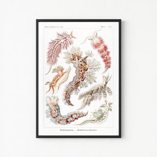 PACK BLOSSOM 50X70 HAECKEL LAMINAS VINTAGE