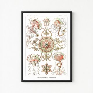 PACK BLOSSOM 50X70 HAECKEL LAMINAS VINTAGE