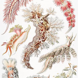 PACK BLOSSOM 50X70 HAECKEL LAMINAS VINTAGE
