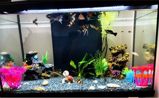 Acuario 63L con 20-25 peces y plantas