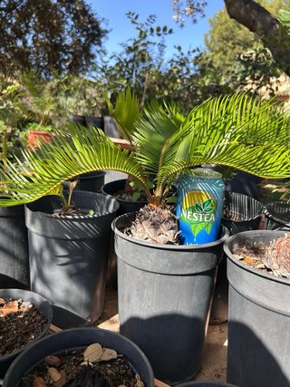 Lote 4 Cycas + 1 Regalo - 10€