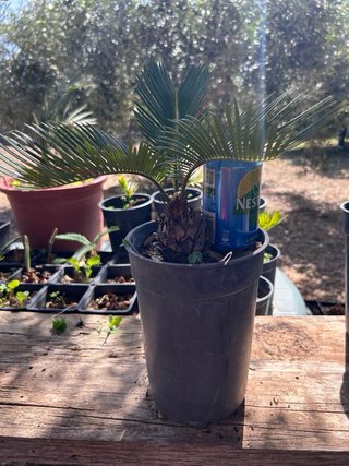Lote 4 Cycas + 1 Regalo - 10€