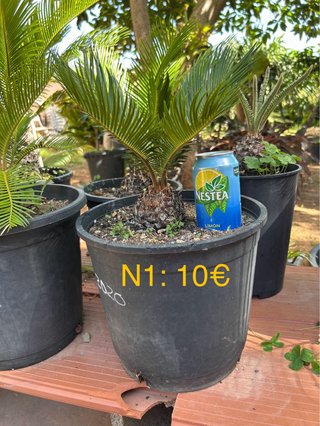 Lote 4 Cycas + 1 Regalo - 10€