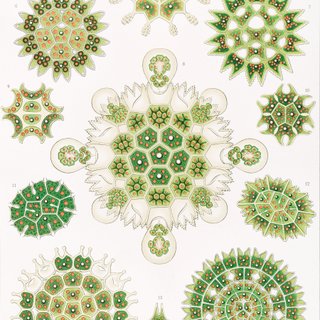 PACK JARDIN BOTANICO 50X70 HAECKEL LAMINAS VINTAGE
