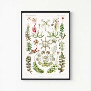 PACK JARDIN BOTANICO 50X70 HAECKEL LAMINAS VINTAGE