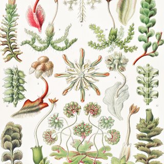 PACK JARDIN BOTANICO 50X70 HAECKEL LAMINAS VINTAGE