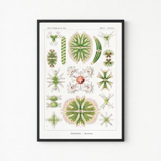 PACK JARDIN BOTANICO 50X70 HAECKEL LAMINAS VINTAGE