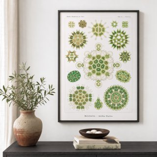 PACK JARDIN BOTANICO 50X70 HAECKEL LAMINAS VINTAGE