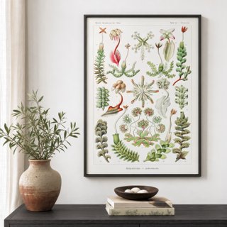 PACK JARDIN BOTANICO 50X70 HAECKEL LAMINAS VINTAGE