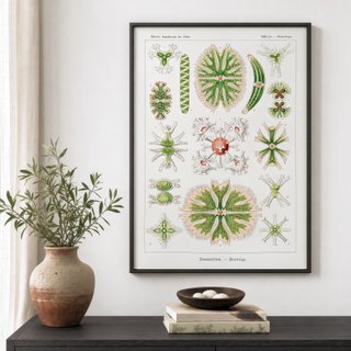 PACK JARDIN BOTANICO 50X70 HAECKEL LAMINAS VINTAGE