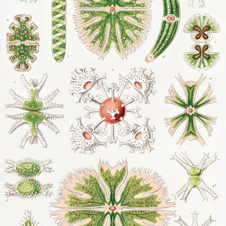 PACK JARDIN BOTANICO 50X70 HAECKEL LAMINAS VINTAGE