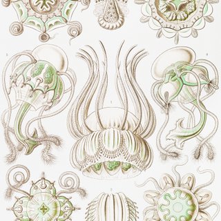 PACK VERDE SALVIA 50X70 HAECKEL LAMINAS VINTAGE