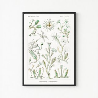 PACK VERDE SALVIA 50X70 HAECKEL LAMINAS VINTAGE