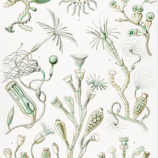 PACK VERDE SALVIA 50X70 HAECKEL LAMINAS VINTAGE