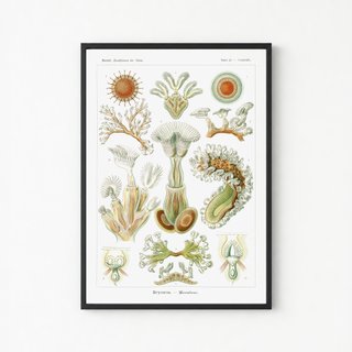 PACK VERDE SALVIA 50X70 HAECKEL LAMINAS VINTAGE