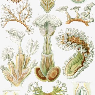 PACK VERDE SALVIA 50X70 HAECKEL LAMINAS VINTAGE