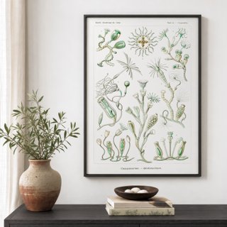 PACK VERDE SALVIA 50X70 HAECKEL LAMINAS VINTAGE
