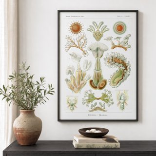 PACK VERDE SALVIA 50X70 HAECKEL LAMINAS VINTAGE
