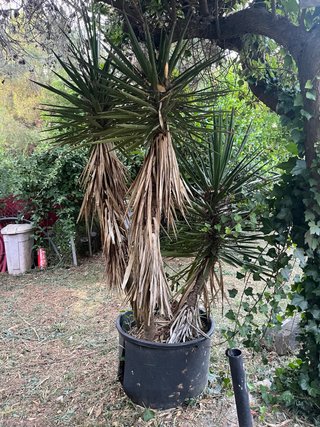 Palmera con maceta grande