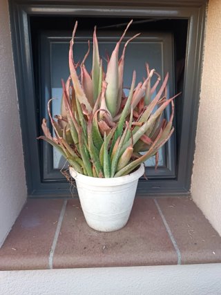 Planta Aloe Vera en Maceta Blanca