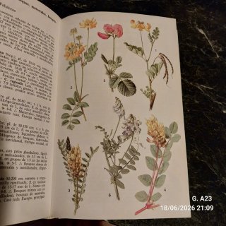 Guía de las flores de Europa