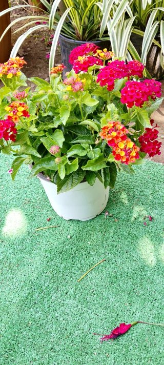 Pianta lantana resistente al sole e caldo