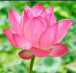 25 Semillas de Loto (Nelumbo nucifera)