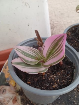 Tradescantia bicolor rosa