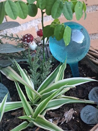 Autoriego de plantas 6 unidades