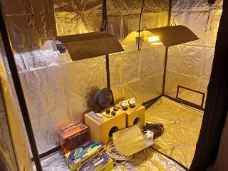 Kit Cultivo Indoor 630W CMH + 600W HPS