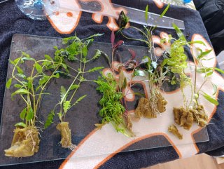 Pack Plantas Acuario Variadas