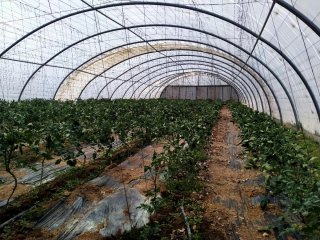 FINCA AGRÍCOLA REGADÍO