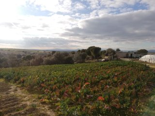 FINCA AGRÍCOLA REGADÍO