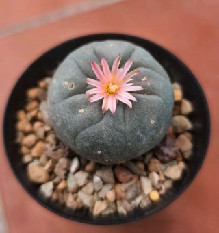 Maceta negra con dibujo de lophophora W " lopho "
