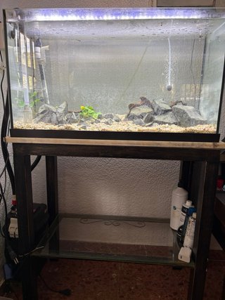 Acuario 100L con mesa y filtro externo