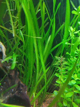 Vallisneria spiralis. Plantas de acuario