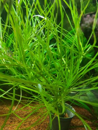 Pogostemon Octopus. Planta de acuario