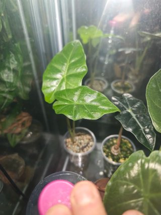 Alocasia Portodora
