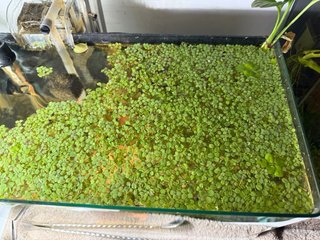 Plantas flotantes para acuario