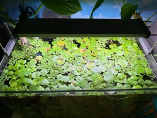 Plantas flotantes para acuario