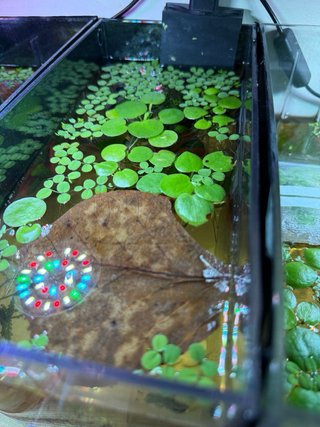 Plantas flotantes para acuario