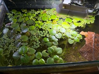 Plantas flotantes para acuario